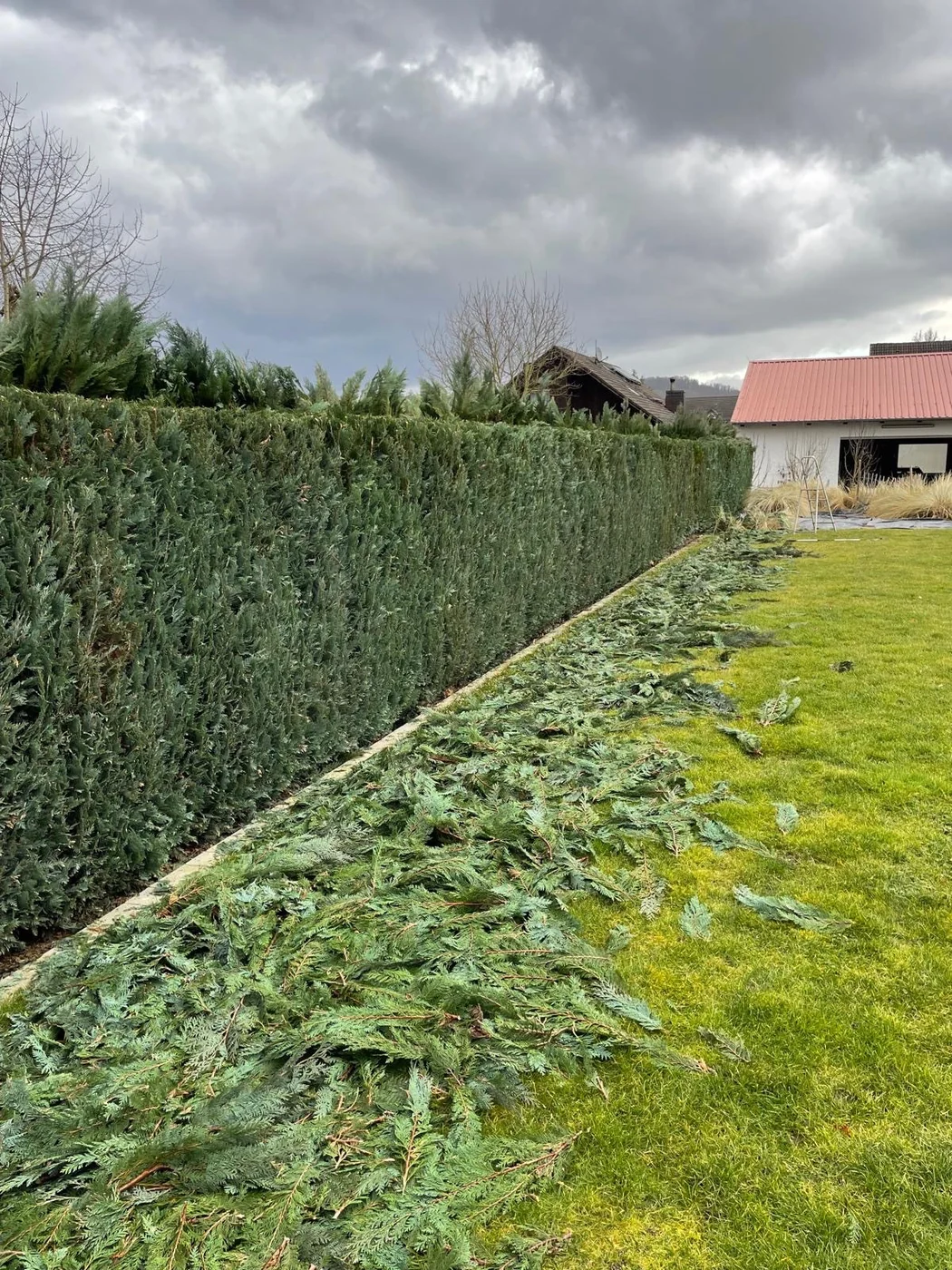 Frisch geschnittene Hecke
